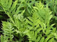 (Sensitive Fern)