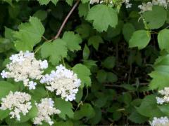 (European Highbush Cranberry)