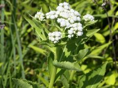 (Wild Quinine)