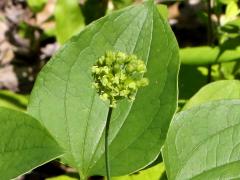 (Common Carrion Flower) flowers