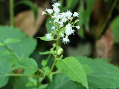 (White Snakeroot)