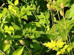 (Tall Anemone) fruit