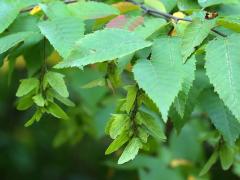 (American Hornbeam)