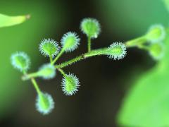 (Broadleaf Enchanter's Nightshade) fruit