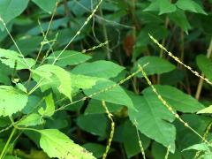 (American Lopseed) fruit