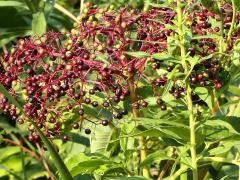 (Elderberry) fruit