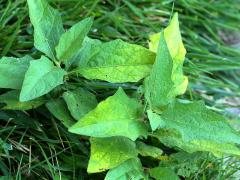 (Horse Nettle)