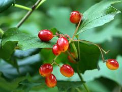 (European Highbush Cranberry) fruit