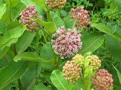 (Common Milkweed)