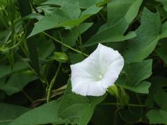 (Hedge Bindweed)