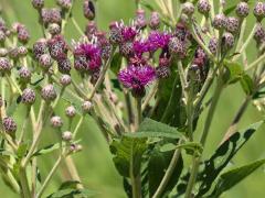 (Smooth Ironweed)