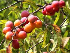 (American Plum) fruit