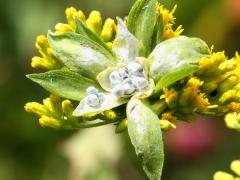 (Canada Goldenrod) Earthstar Fungus