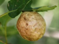 Larger Empty Oak Apple Wasp gall on Red Oak