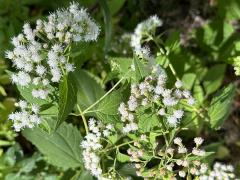 (White Snakeroot) plant