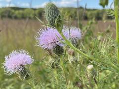 (Field Thistle) plant