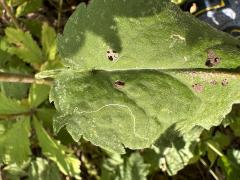 (Arrow-leaved Aster) leaf