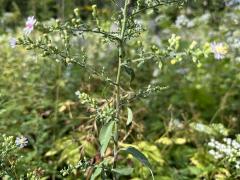 (Arrow-leaved Aster) plant