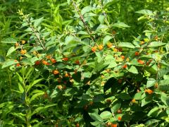 (Honeysuckle) orange fruit