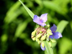 (Common Spiderwort)