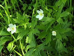 (Canada Anemone)