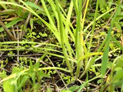 (Wild Garlic) leaves