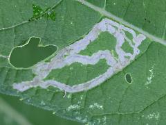 Liriomyza Leafminer Fly upperside mine on Wingstem