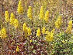 (Showy Goldenrod) bloom