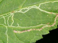 White Snakeroot Leafminer Fly upperside mine on White Snakeroot