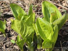 (Skunk Cabbage)