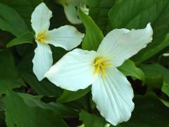 (Large White Trillium)