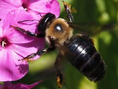 Eastern Carpenter Bee pollinia on Garden Phlox