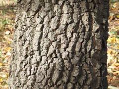 (American Persimmon) trunk