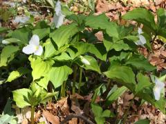 (Large White Trillium) colony