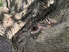 (Sugar Maple) trunk