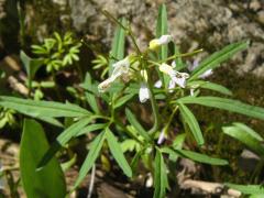 (Toothwort)