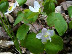 (Rue Anemone)