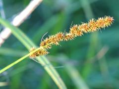 (Fox Sedge)