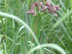 (Prairie Milkweed)