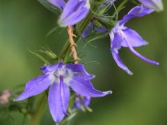 (Tall Bellflower)