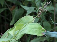 (Feathery False Soloman's Seal) fruit