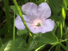 (Wild Petunia)