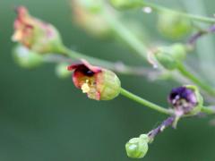 (Late Figwort)