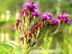 (Smooth Ironweed)