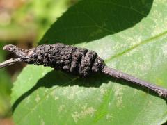 Black Knot on Serviceberry