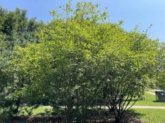 (Serviceberry) shrub