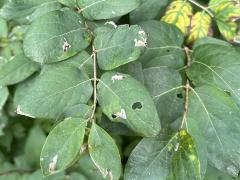 (Amur Honeysuckle) shrub