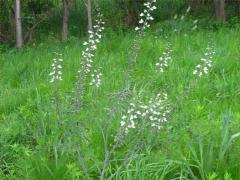 (White Wild Indigo)