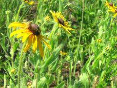 (Black-eyed Susan)