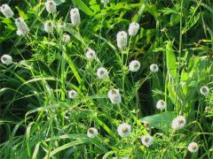 (White Prairie Clover)